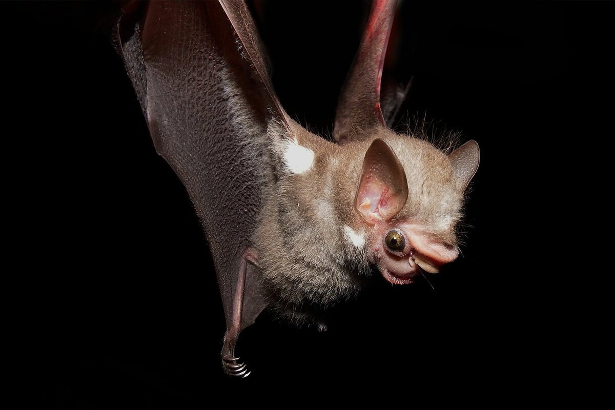 Розовая летучая мышка