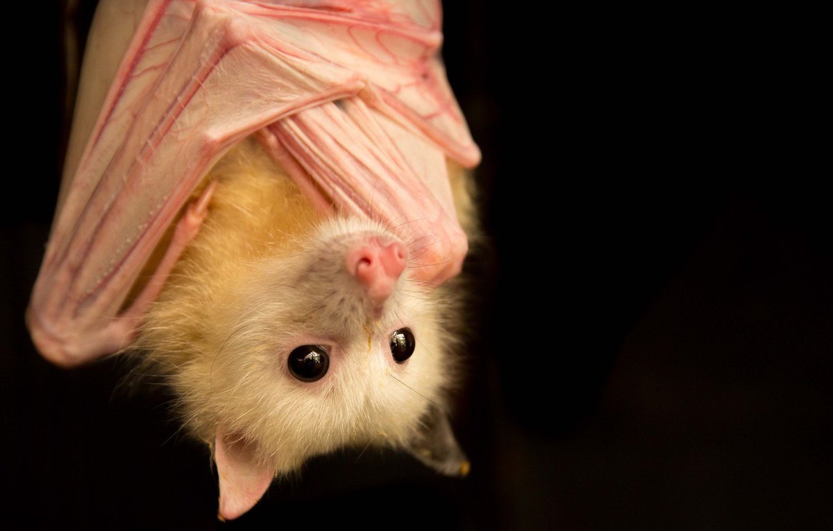 Летучая лиса альбинос