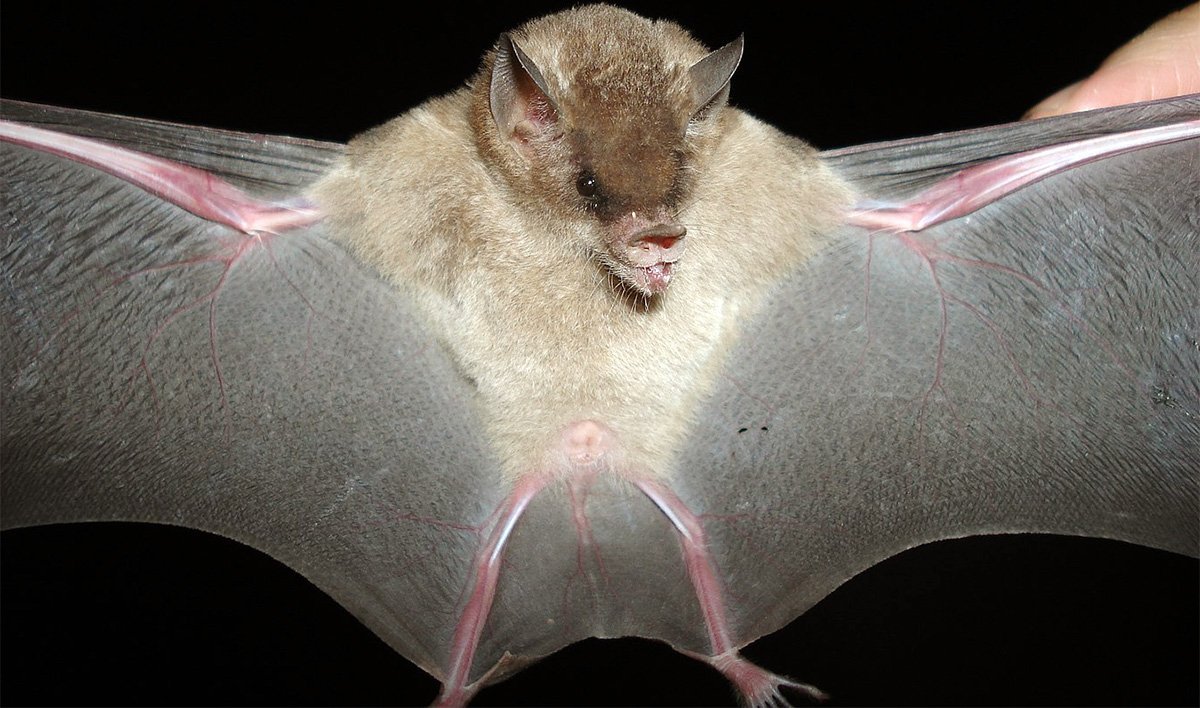 Обыкновенный вампир (Desmodus rotundus)