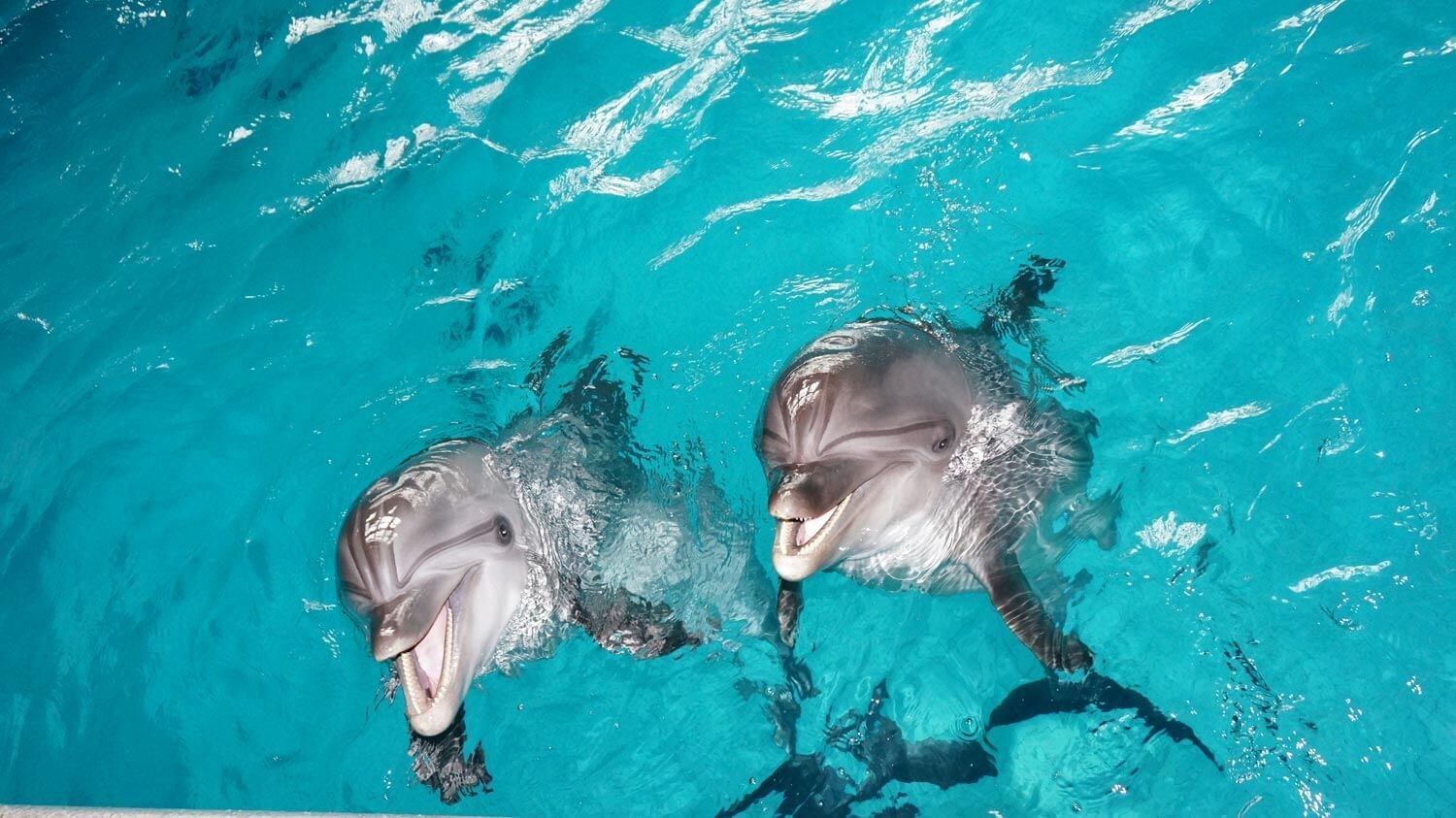 Дельфины с удовольствием разучивают и выполняют разные. Плавание с дельфинами. Купание с дельфинами. Бассейн Дельфин. Плавать смдельфинами.