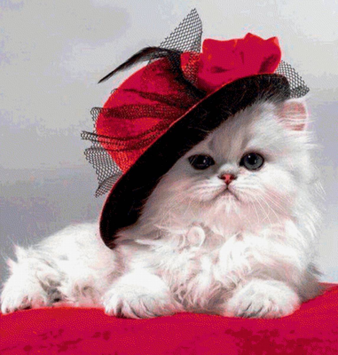 Кошка в шляпке