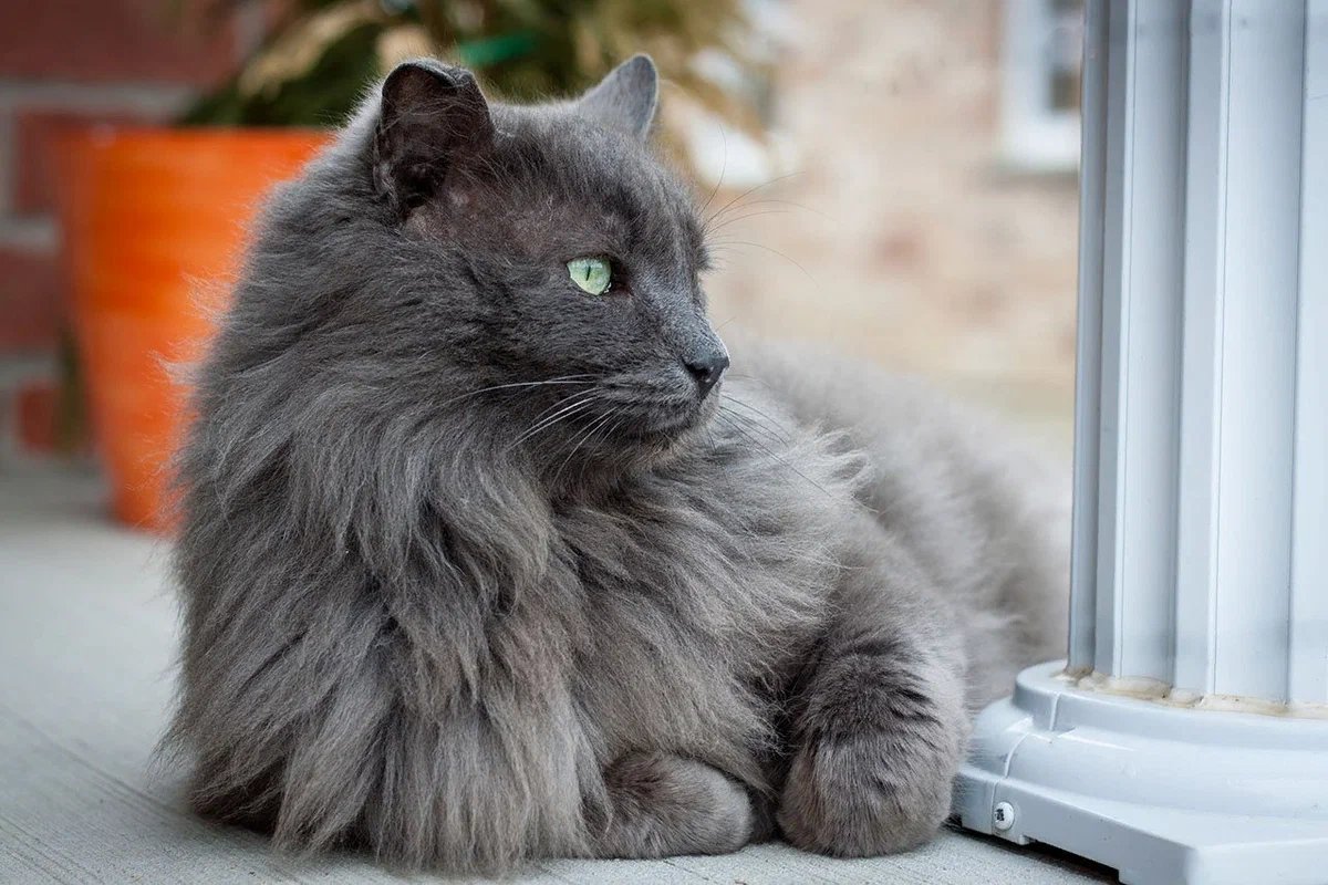 Кот Нибелунг