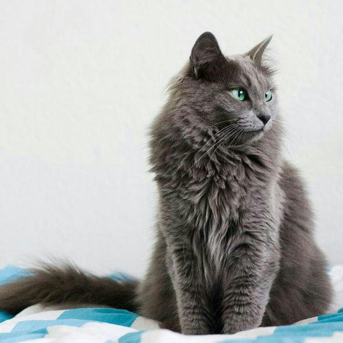 Кот Мейн кун серый