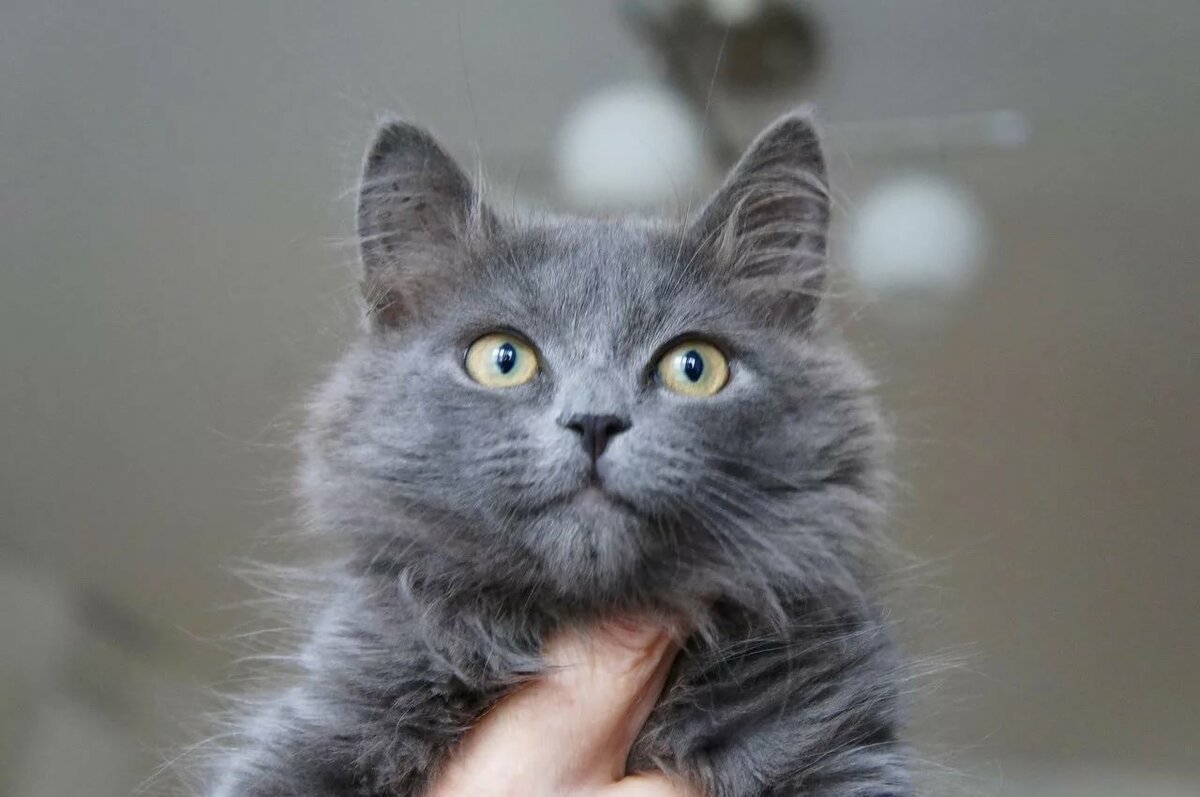 Серая пушистая кошка
