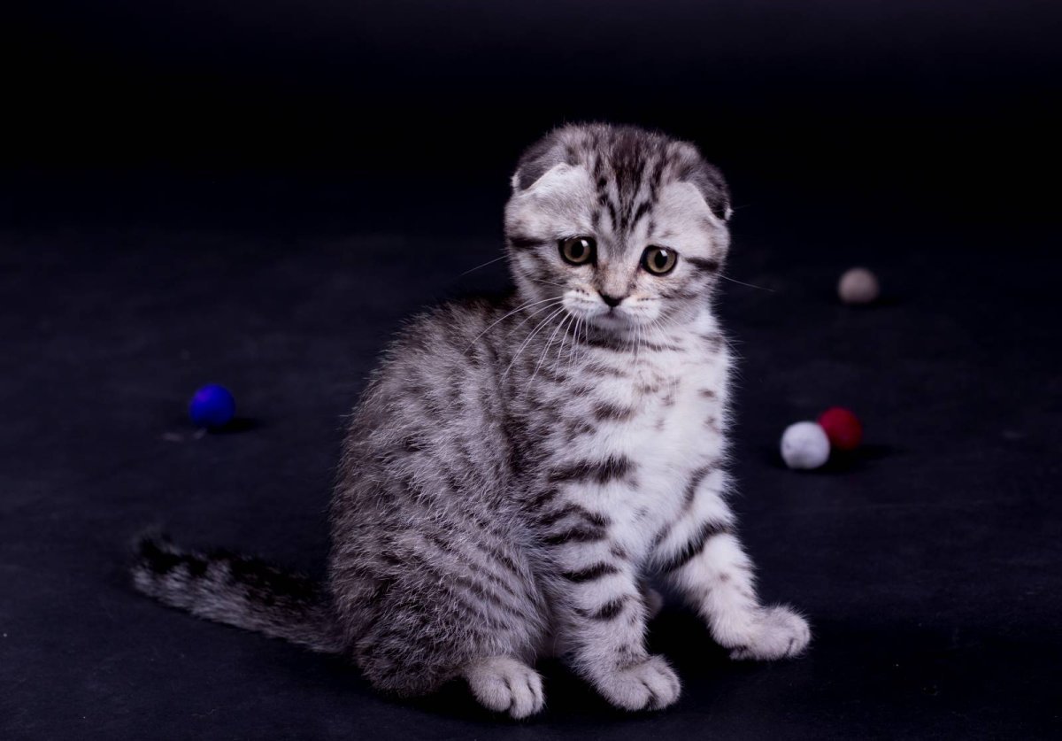 Шотландская вислоухая скоттиш фолд имя для котят