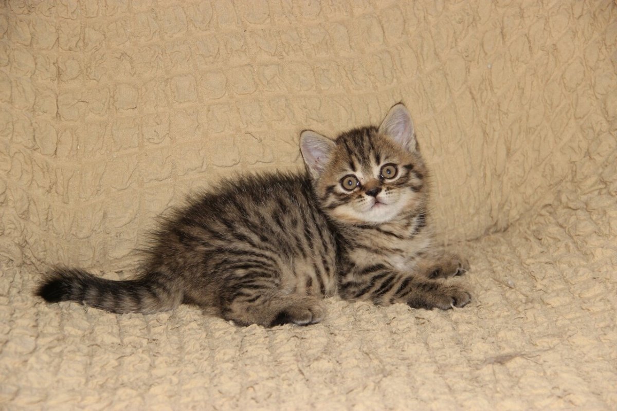 Шотландский Браун табби