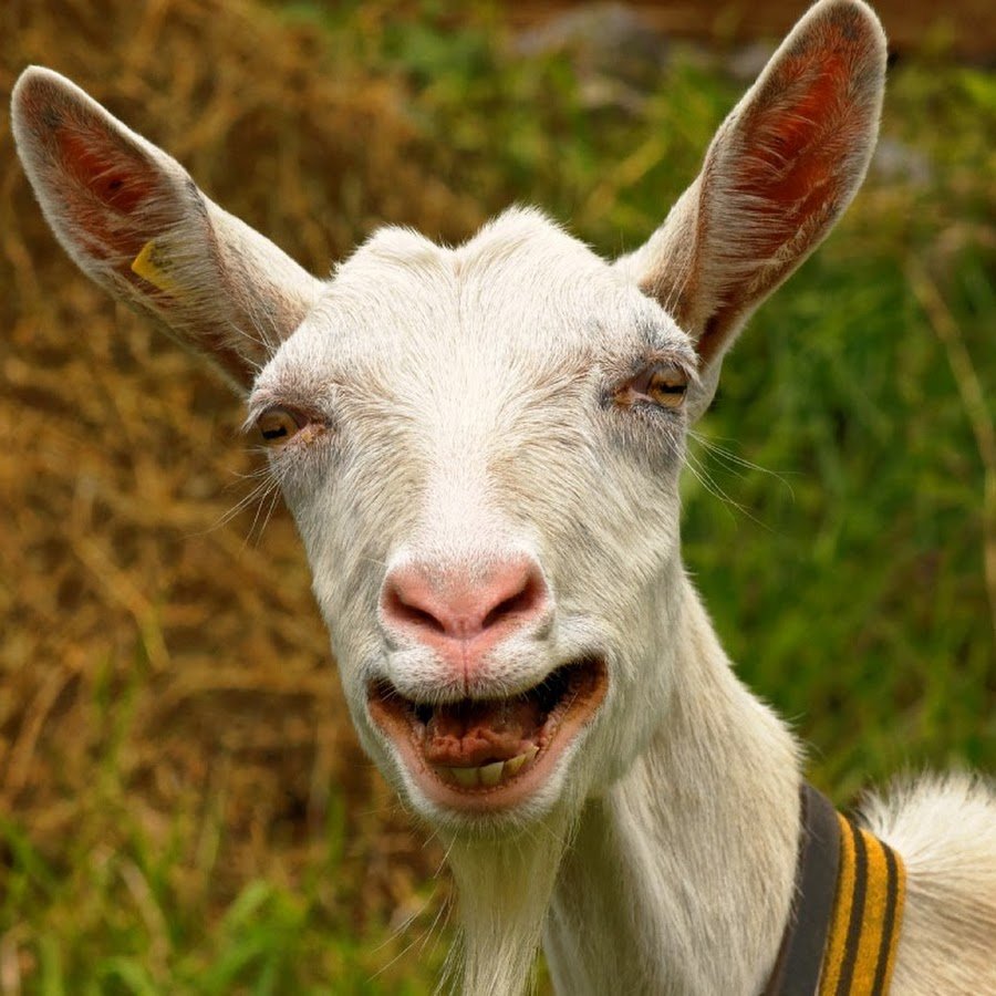 Накрашенная коза