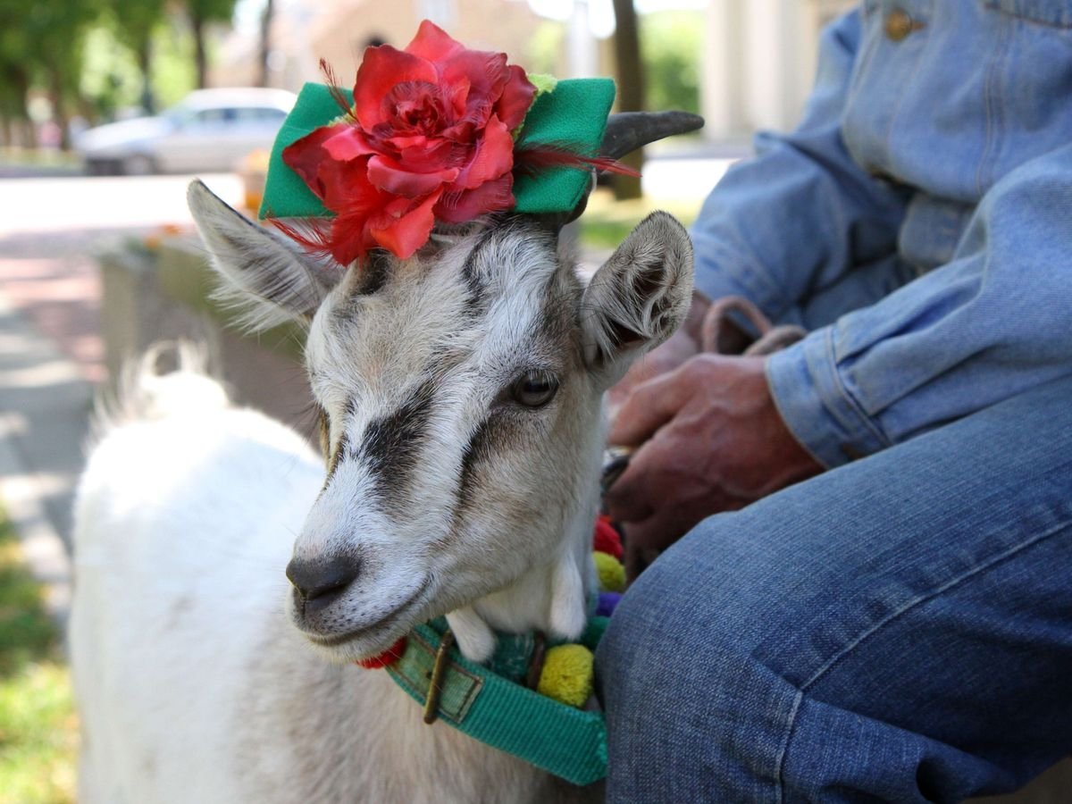 Красивая коза