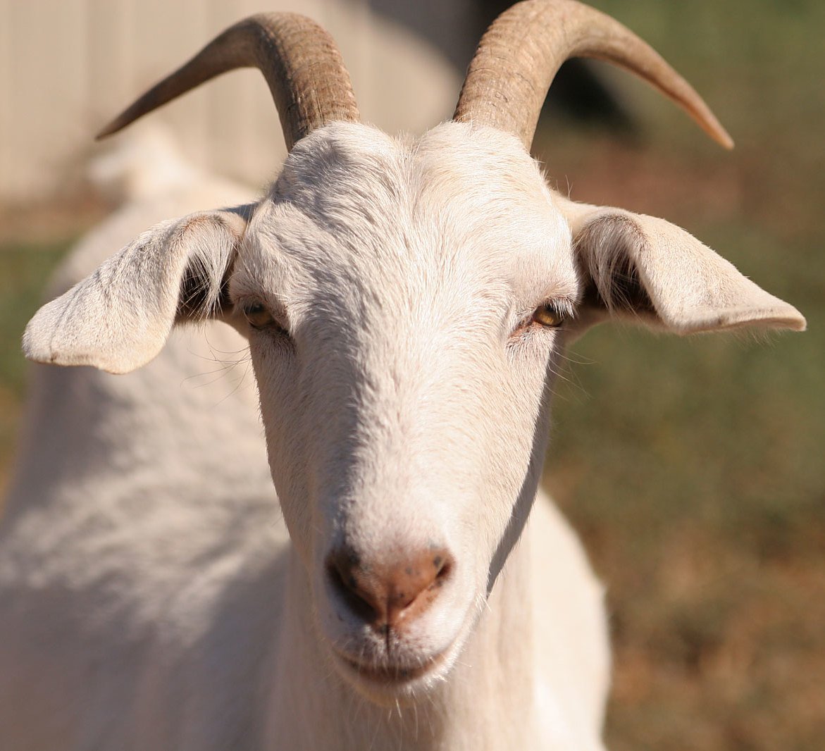 Смешной козел