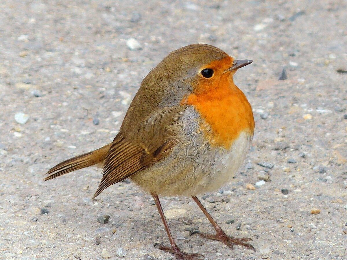 Птица с красной грудкой Зарянка