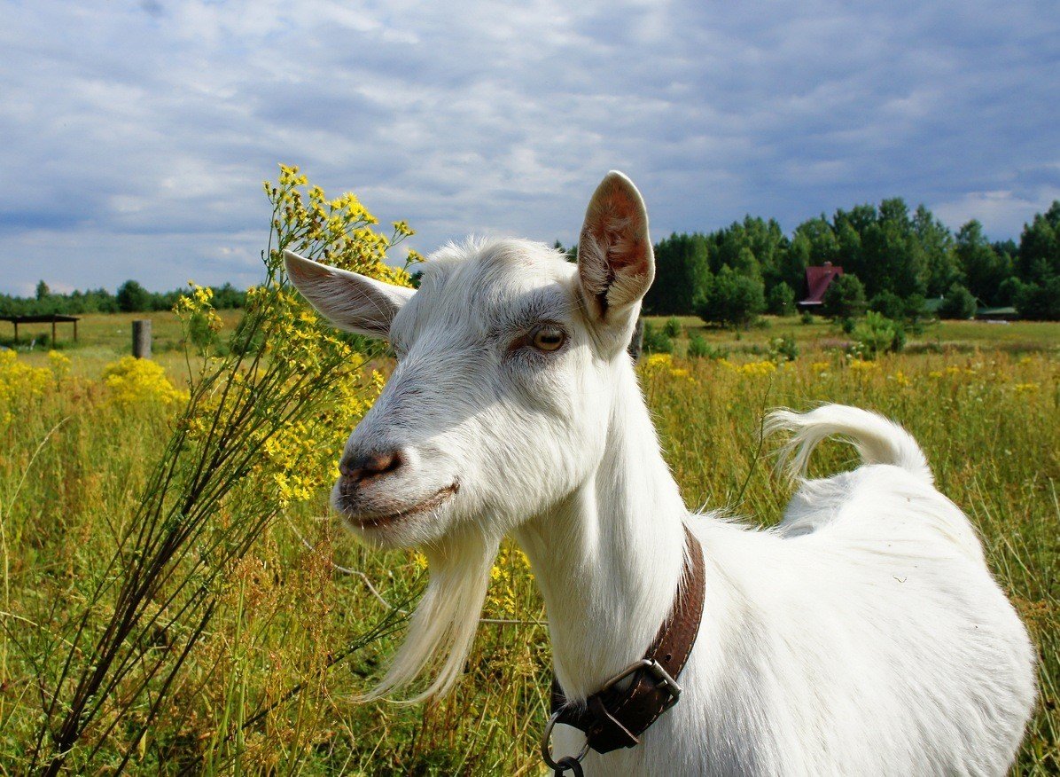 Мини коза белая