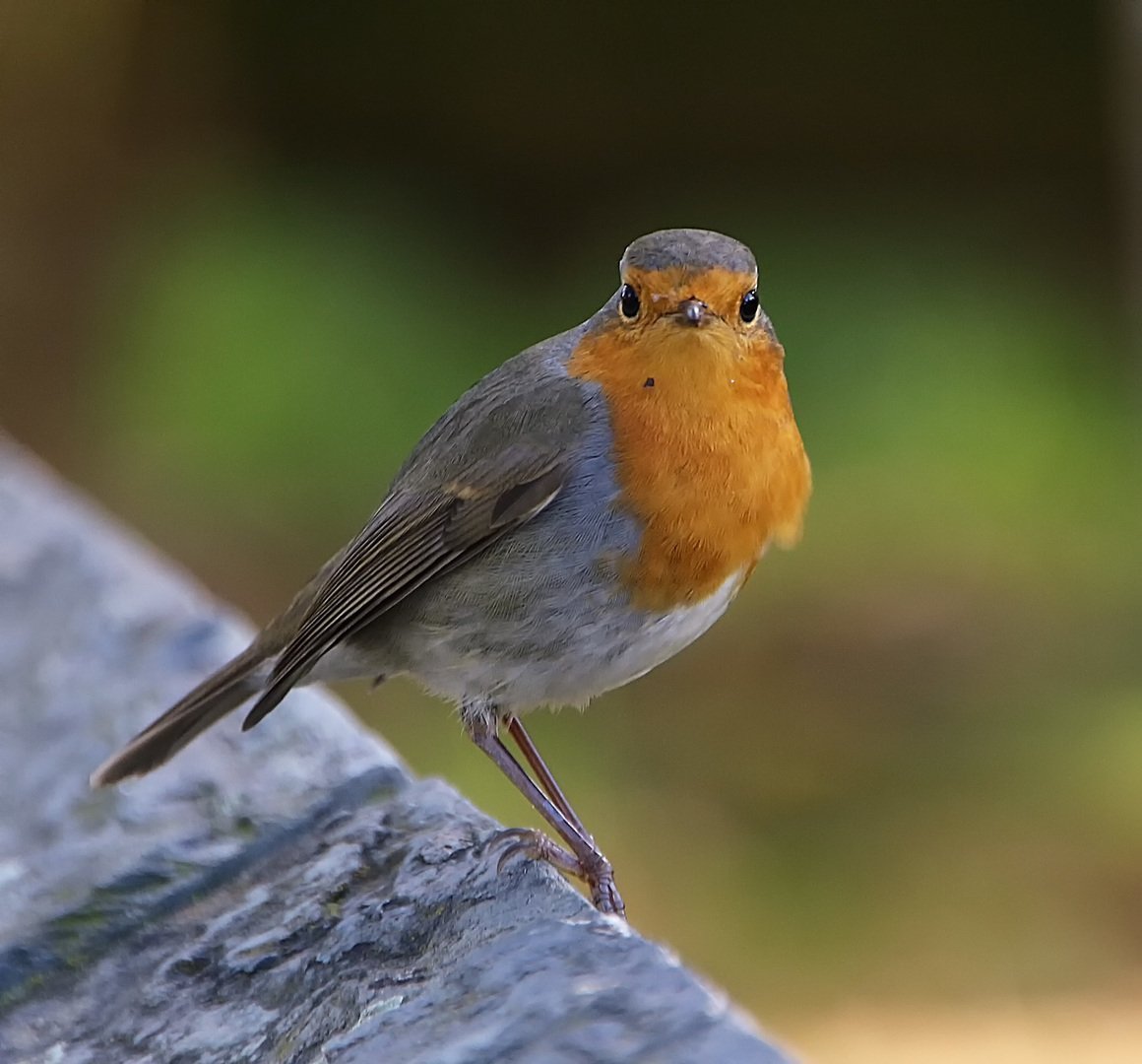 Зарянка Малиновка самец