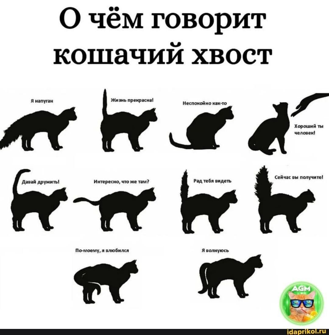 Поведение кота по хвосту