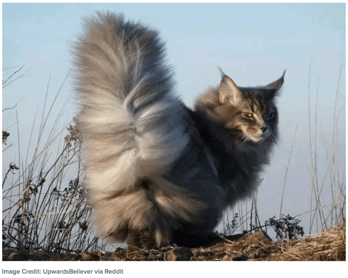 Кошка с пушистым хвостом