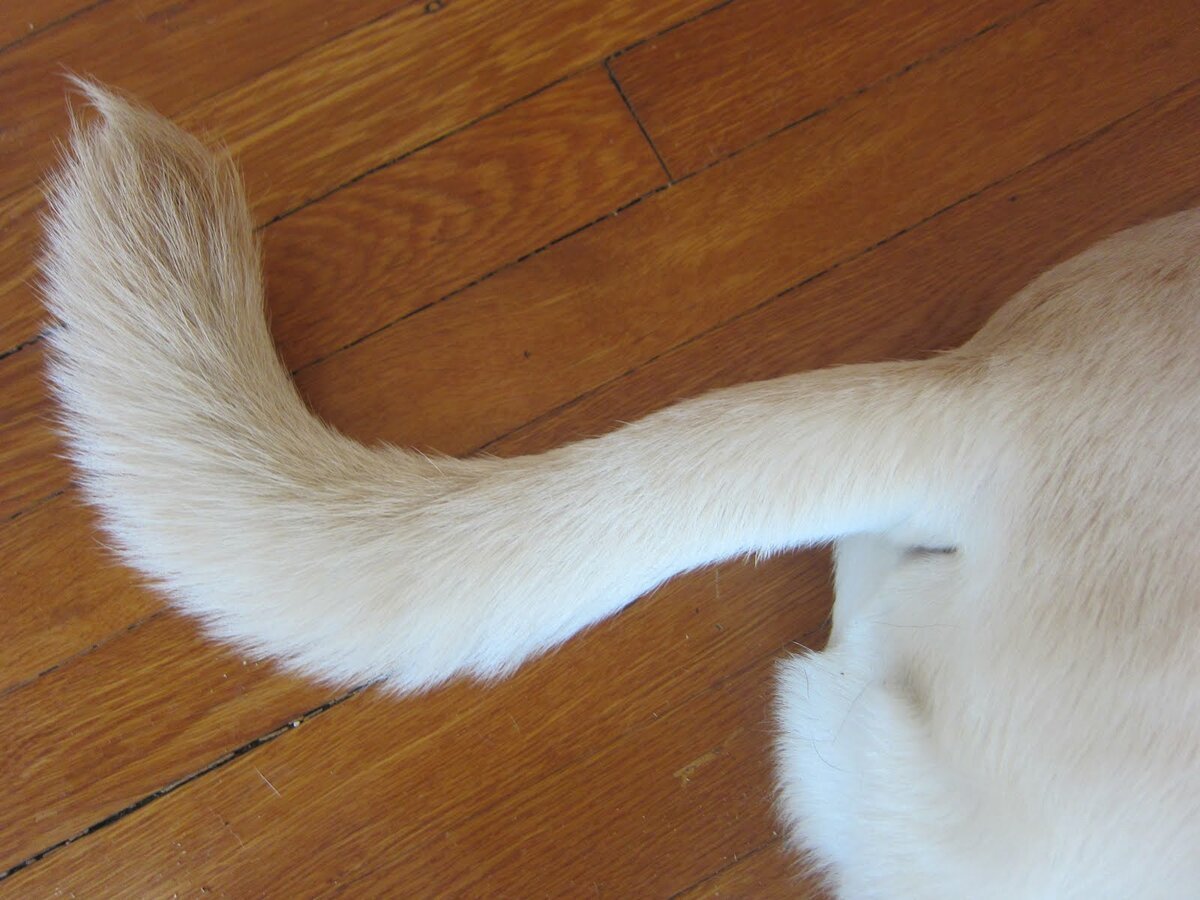 Белый хвост