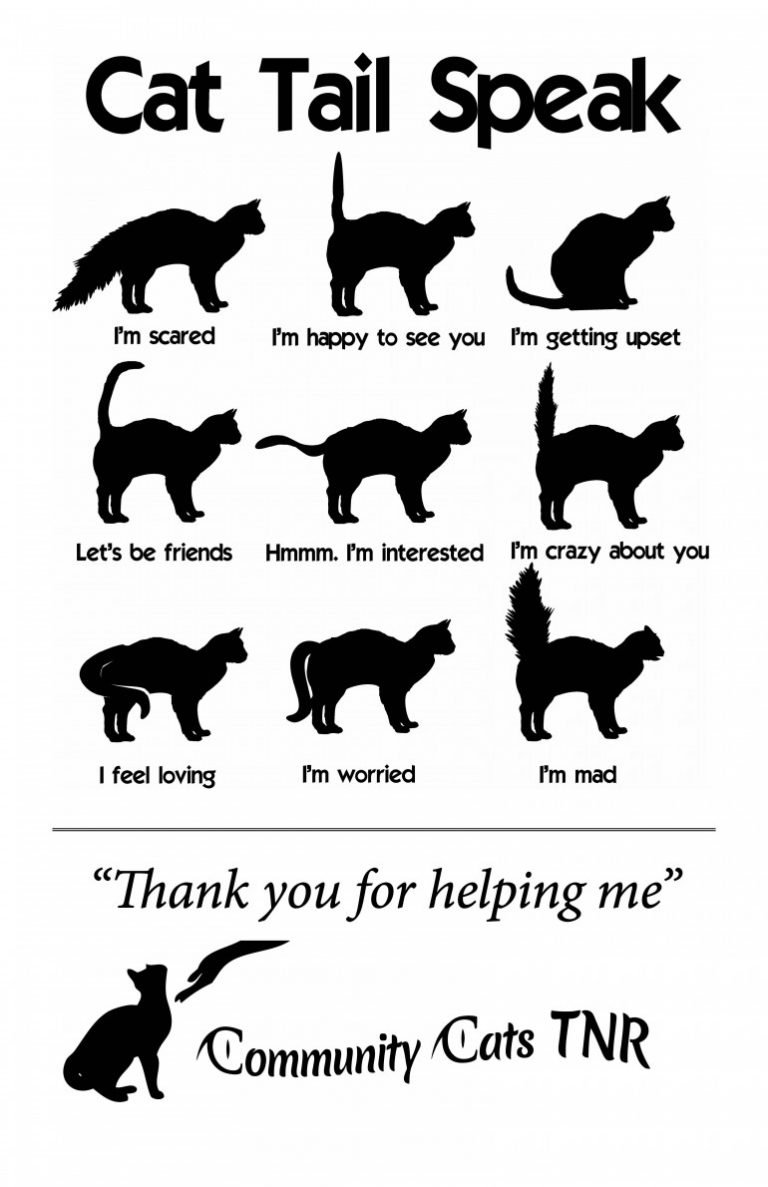 Язык тела кошек
