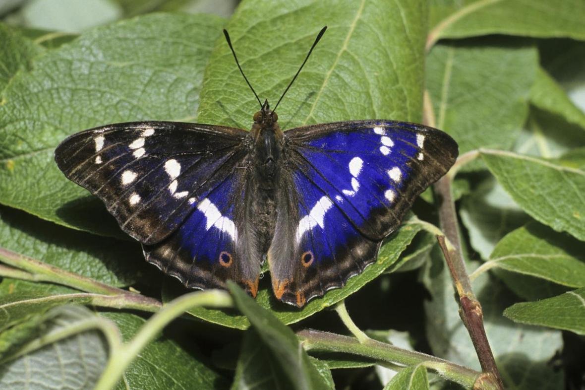 Sasakia charonda гусеница японская