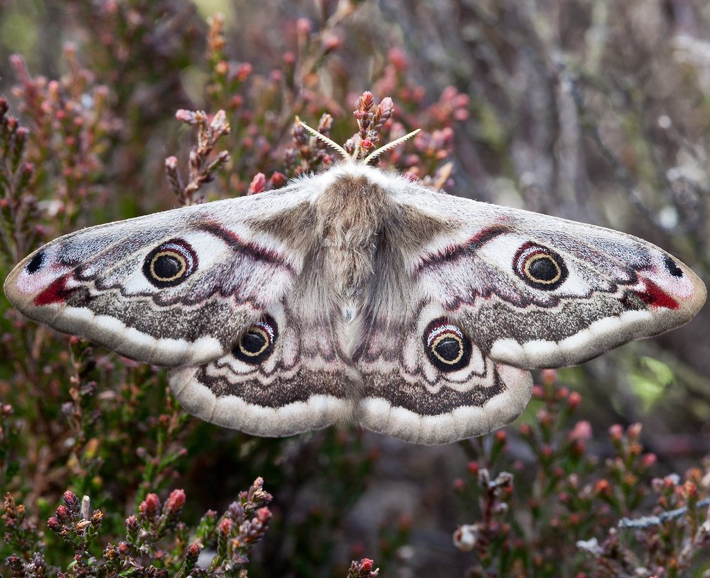 Teinopalpus Imperialis бабочка