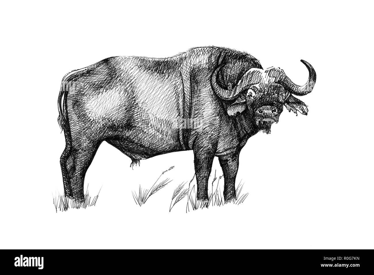 Африканский буйвол рисунок карандашом
