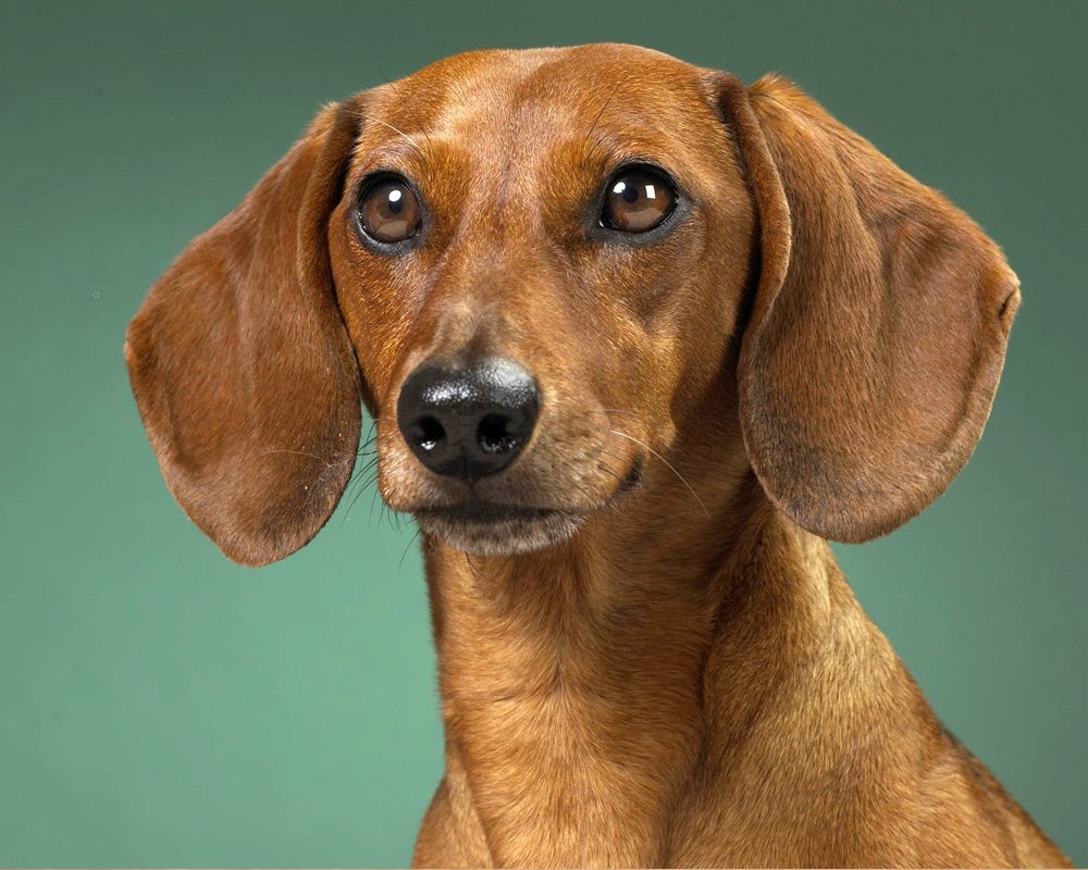 Чихуа с цветком