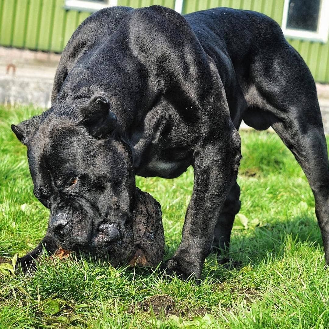 Американский Молосс Ефрат