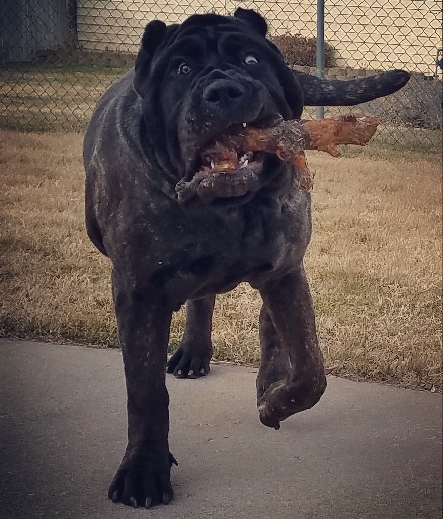 Американский Молосс