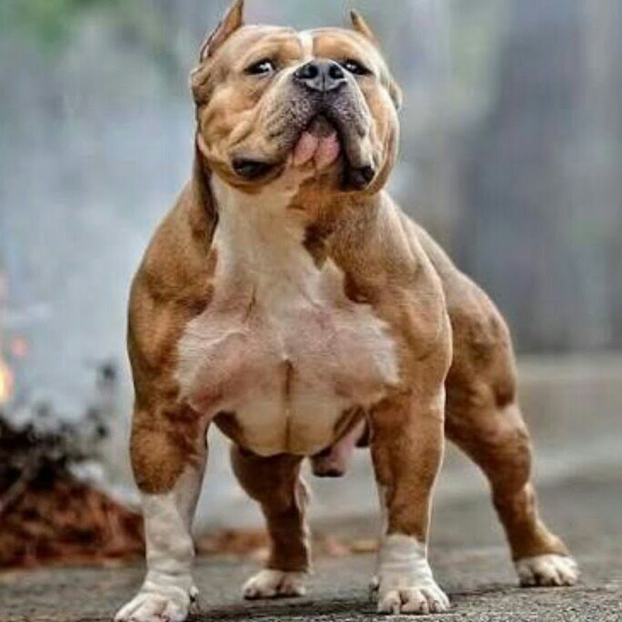 Булли, стафф, питбуль