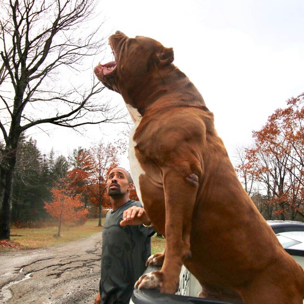 Американский питбуль Халк