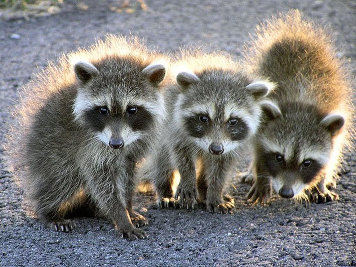 Енотовидная собака домашняя