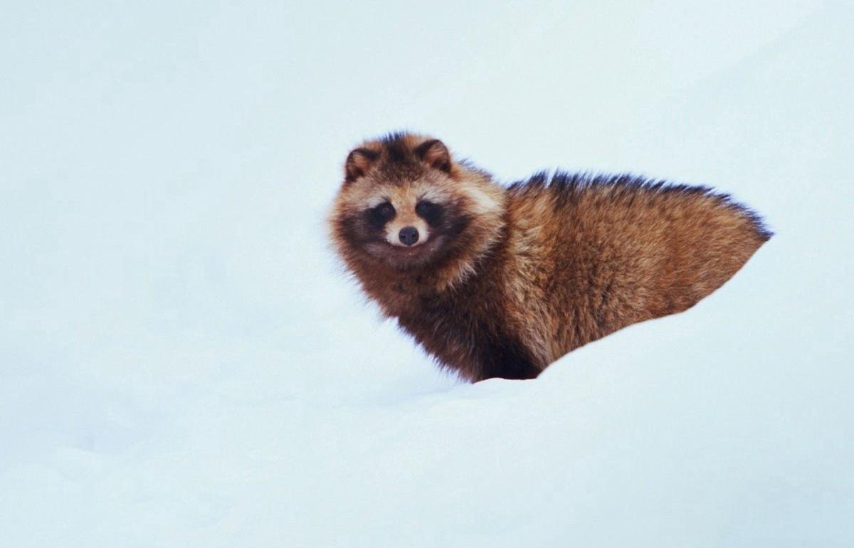 Енотовидная собака Амурская область