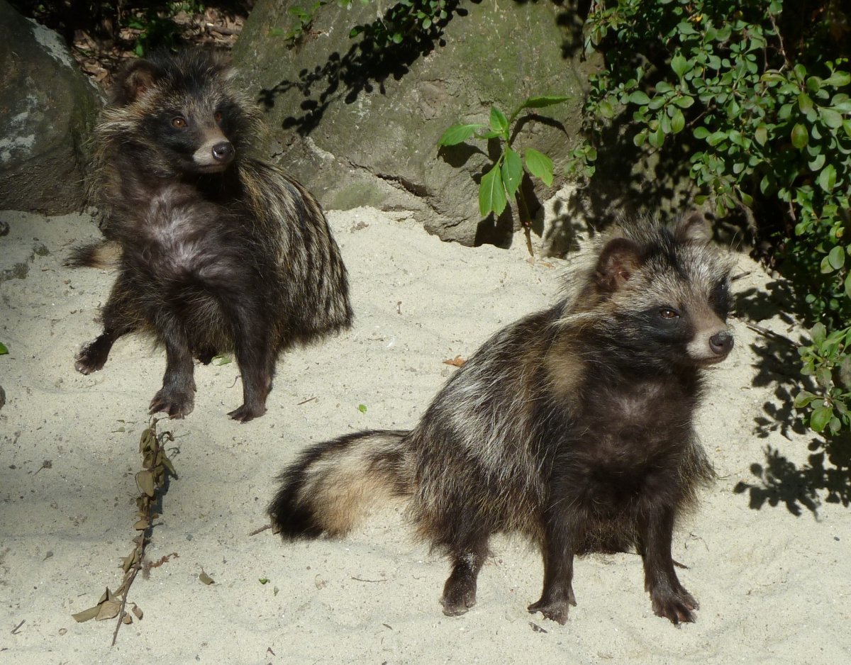 Волчий след на снегу и собачий