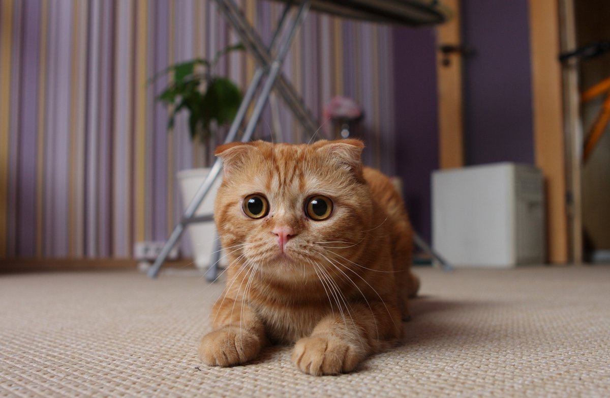 Шотландская вислоухая кошка рыжая