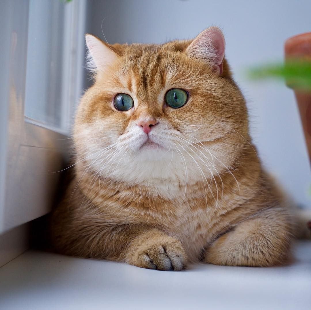 Британская Золотая шиншилла Хосико