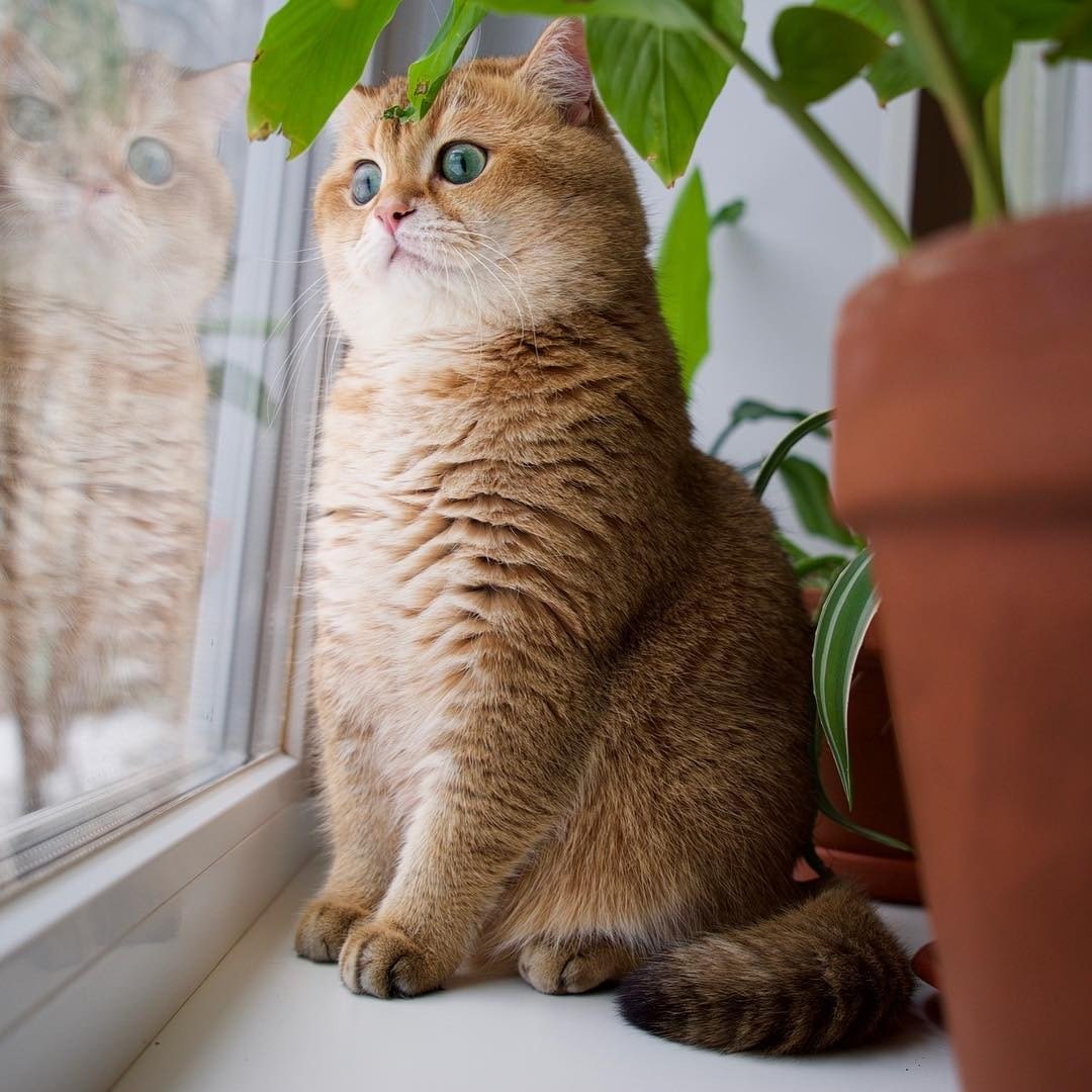 Хосико кот порода