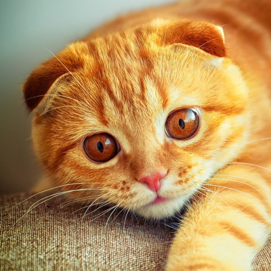 Милый рыжий котик