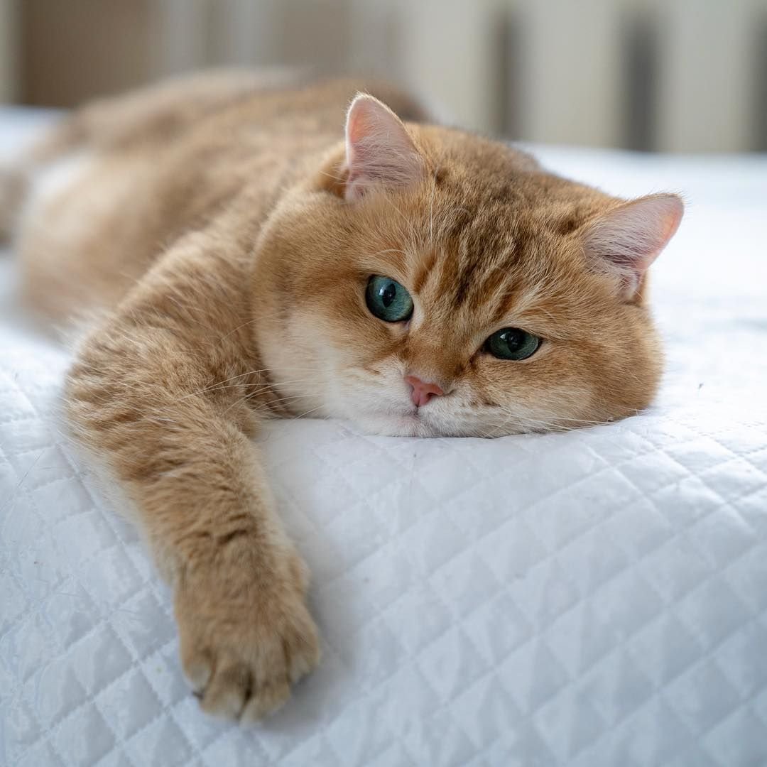 Хосико Кэт порода