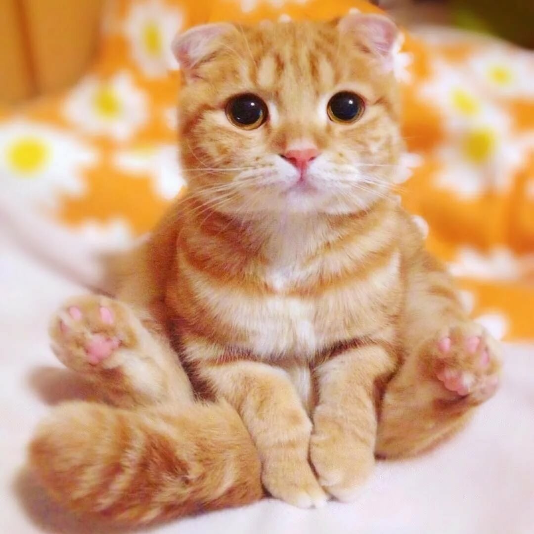 Скоттиш фолд Беби фейс