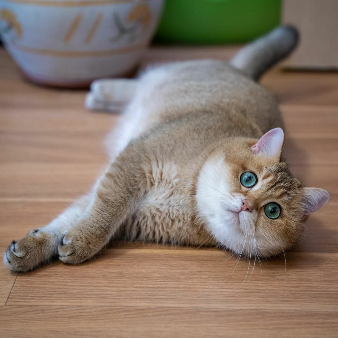 Скоттиш страйт Хосико