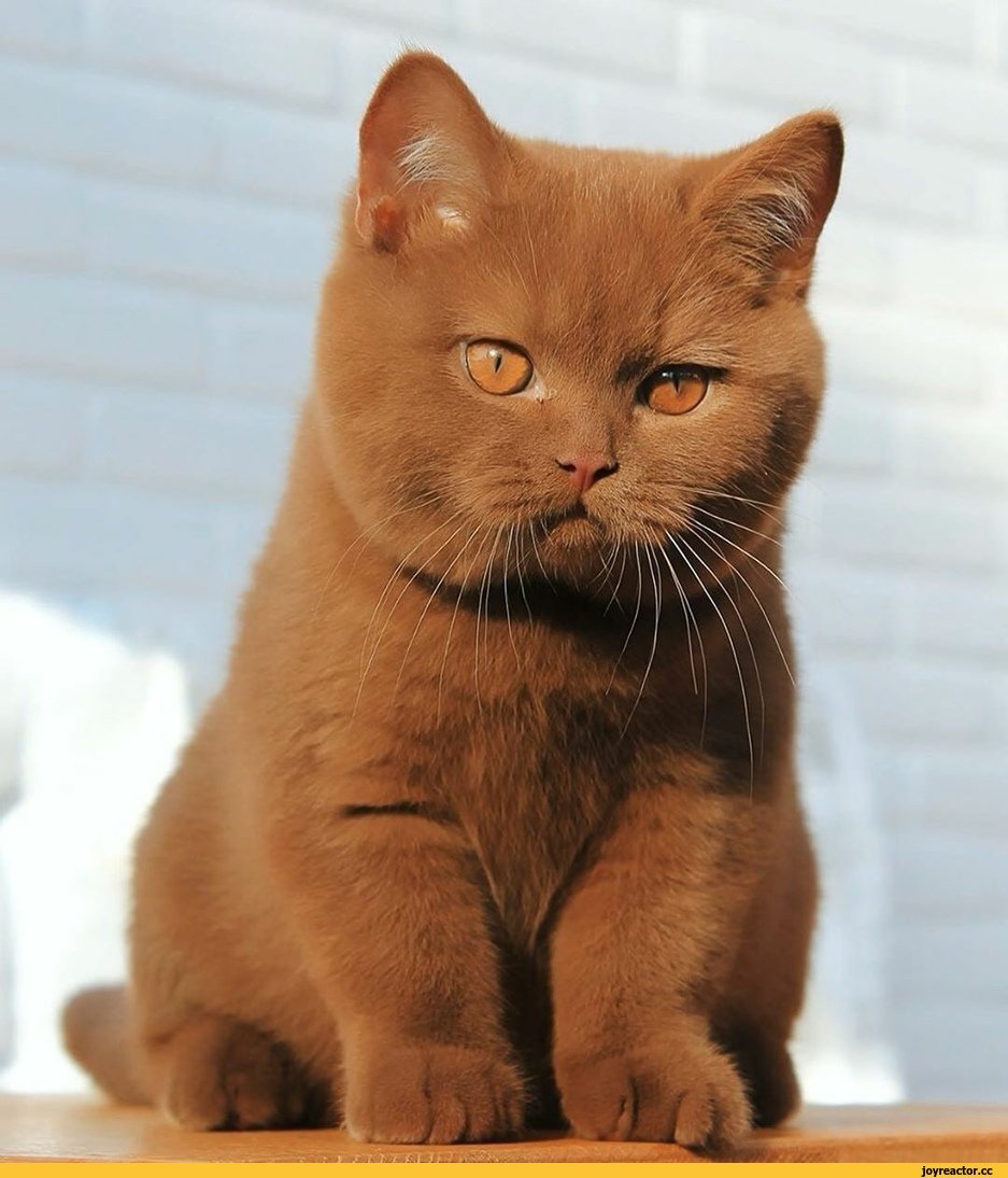 Шотландская вислоухая циннамон