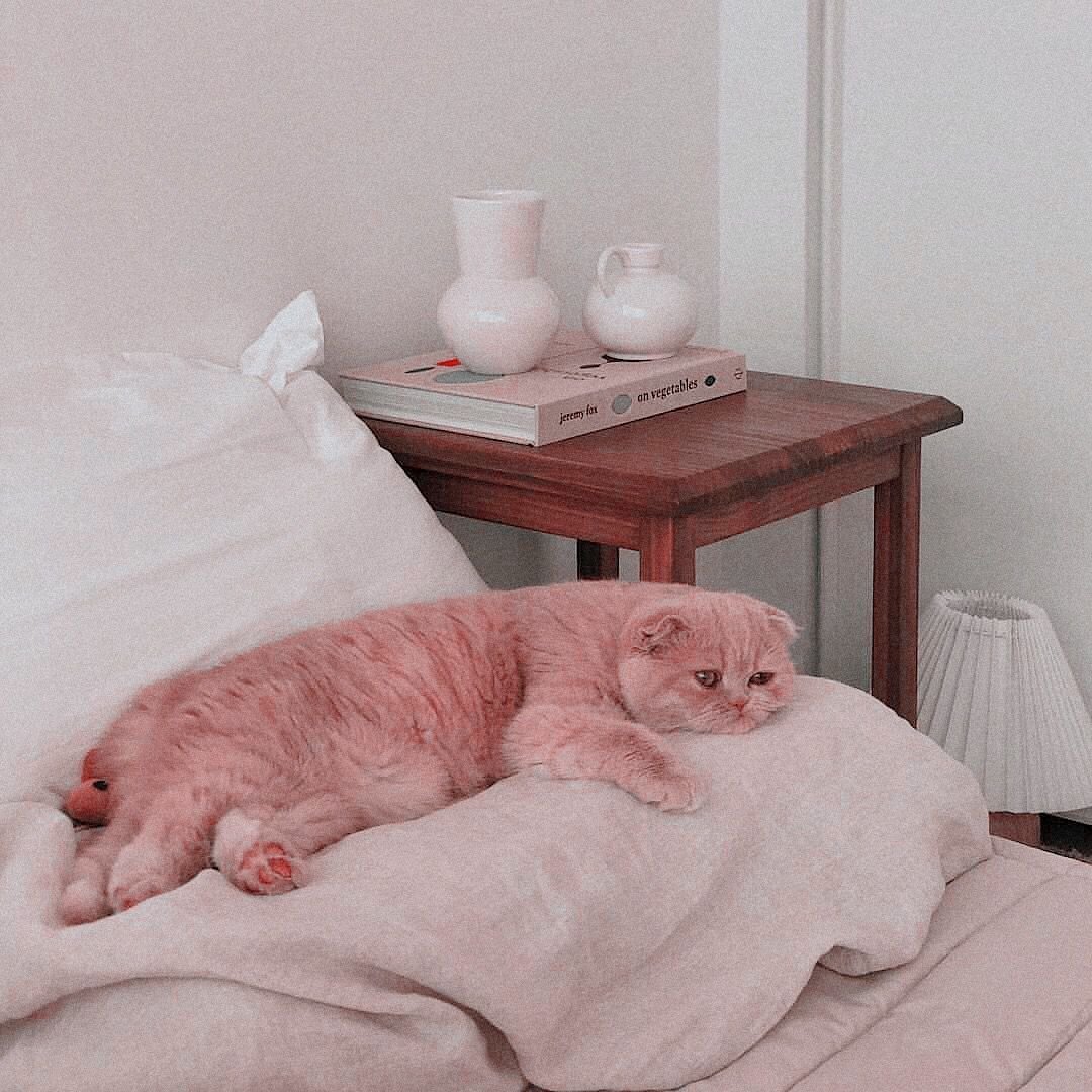 Коты в кровати