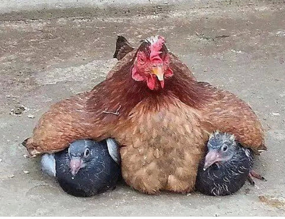 Куры прикол