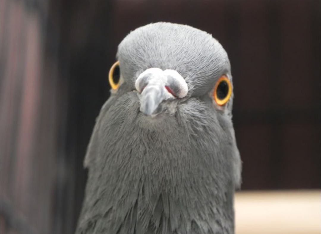 Глупый голубь