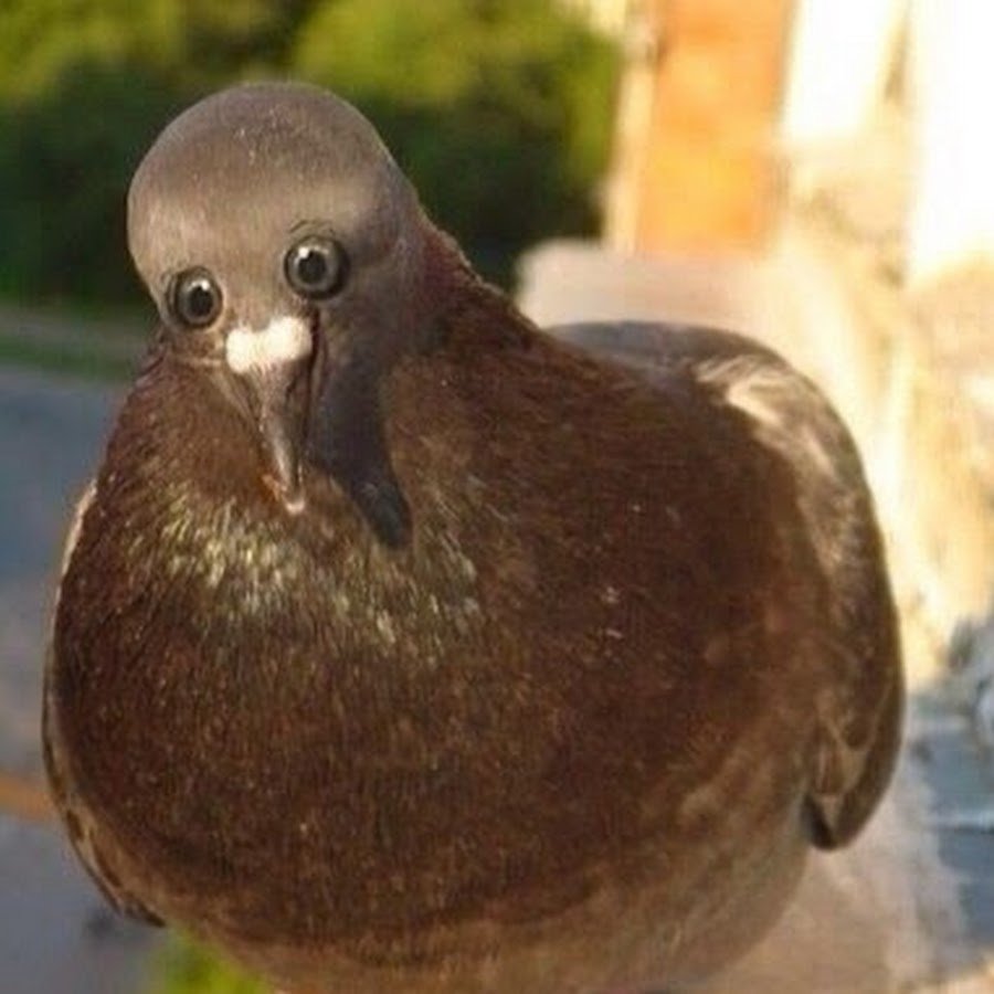 Если бы у голубя были глаза спереди