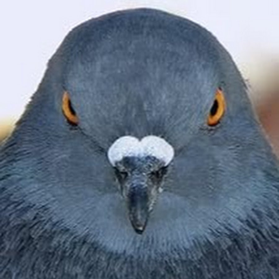 Сизый голубь клюв