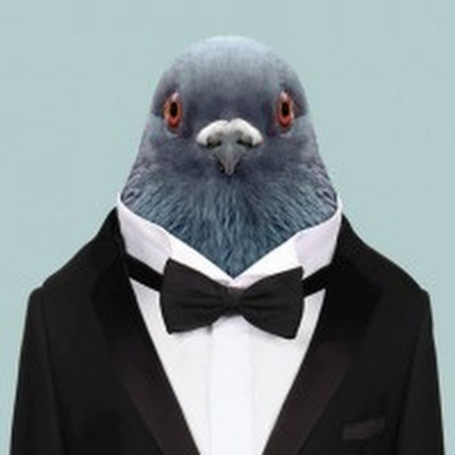 Голубь в одежде