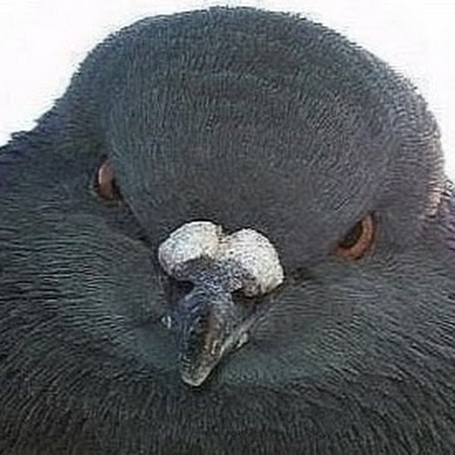 Злой голубь