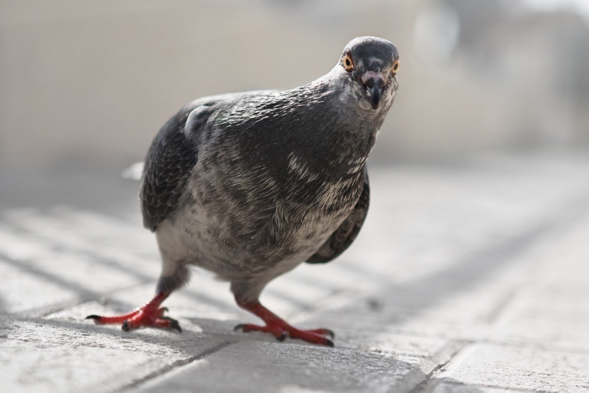 Удивленный голубь