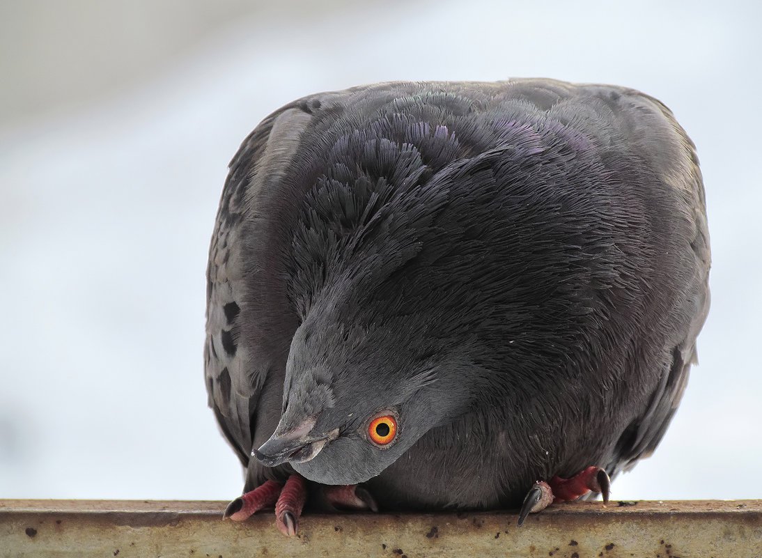 Любопытный голубь
