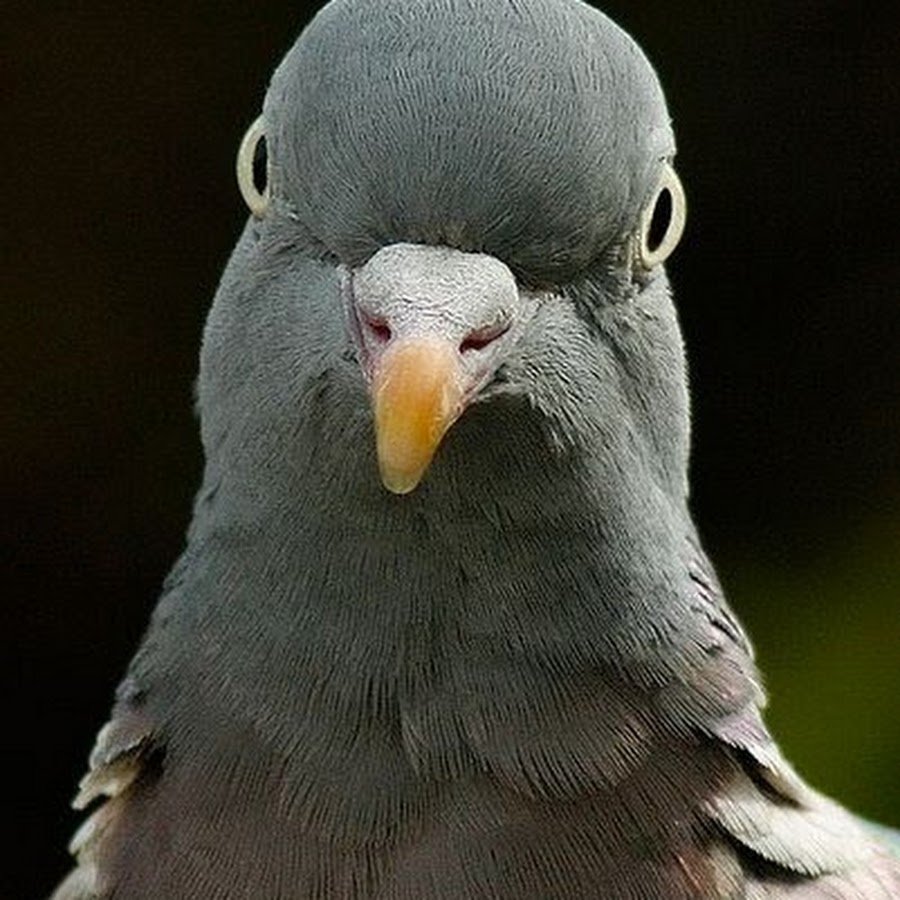 Если бы у животных глаза были бы спереди