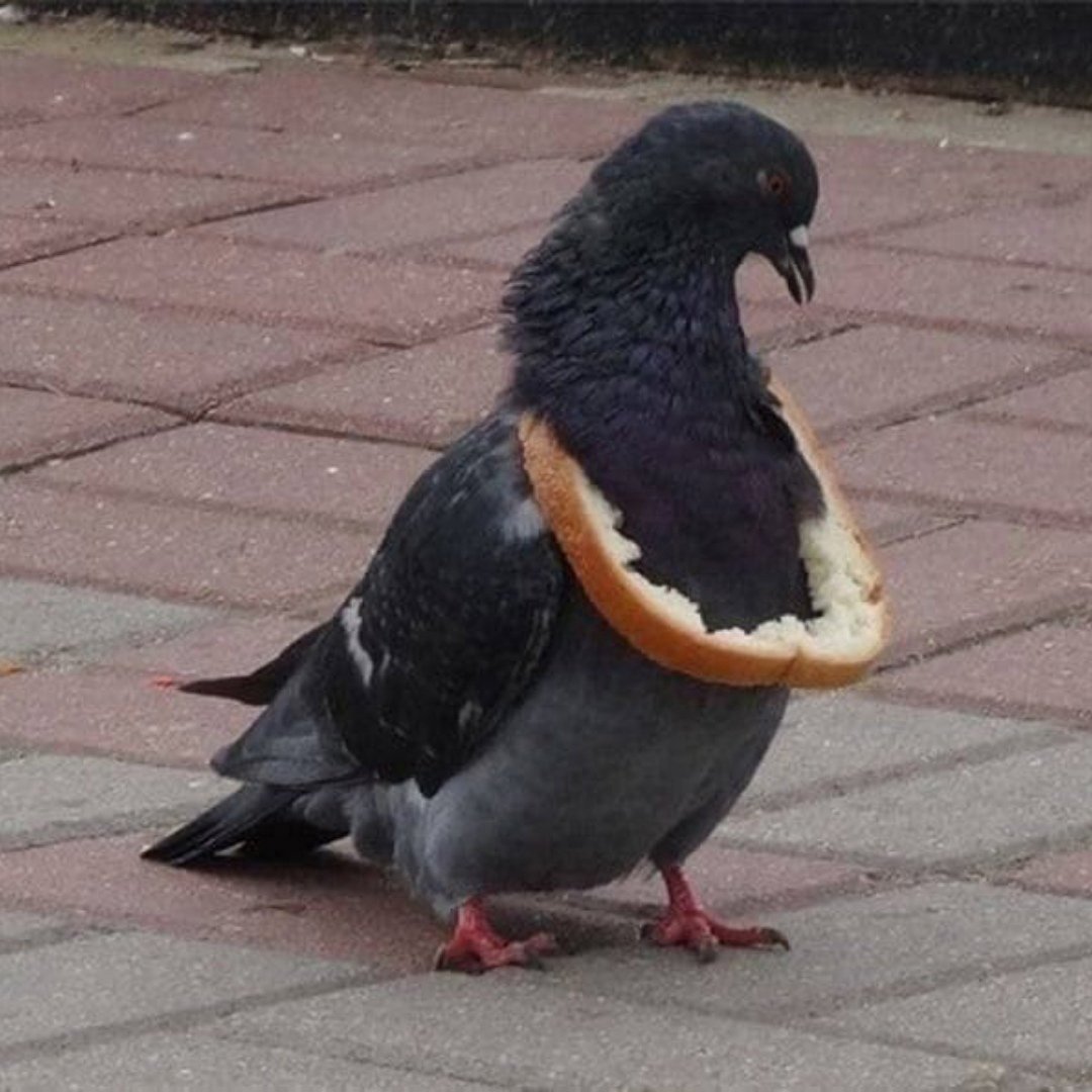 Толстый голубь